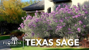 Texas Sage | Live Plants | Leucophyllum frutescens | Drought|Tolerant Shrub for Landscaping | Hardy Evergreen with Silver Foliage and Purple Blooms