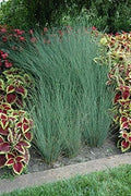 Blue Arrows Rush Grass | Live Gallon Size Plant | Juncus Inflexus | Drought Tolerant Low Maintenance Ornamental