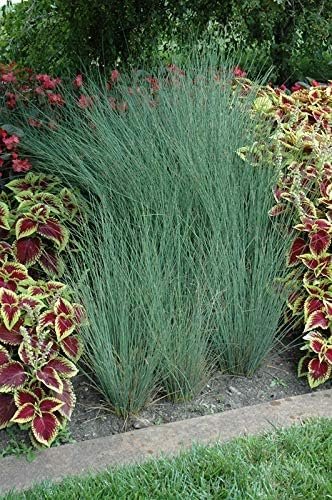 Blue Arrows Rush Grass | Live Gallon Size Plant | Juncus Inflexus | Drought Tolerant Low Maintenance Ornamental