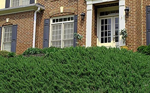 Blue Pacific Shore Juniper | Live Gallon Size Plant | Juniperus Conferta | Evergreen Cold Hardy Drought Tolerant Groundcover