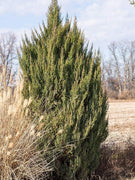 Spiny Greek Juniper | Live Gallon Size Trees | Juniperus Chinensis | Drought Tolerant Cold Hardy Evergreen Screening Plant