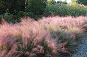 Muhly Grass | Live 4 Inch Pots | Muhlenbergia Capillaris | Ideal for Natural Landscaping | Easy|Care & Drought Tolerant Plants | Beautiful Pink Plumes