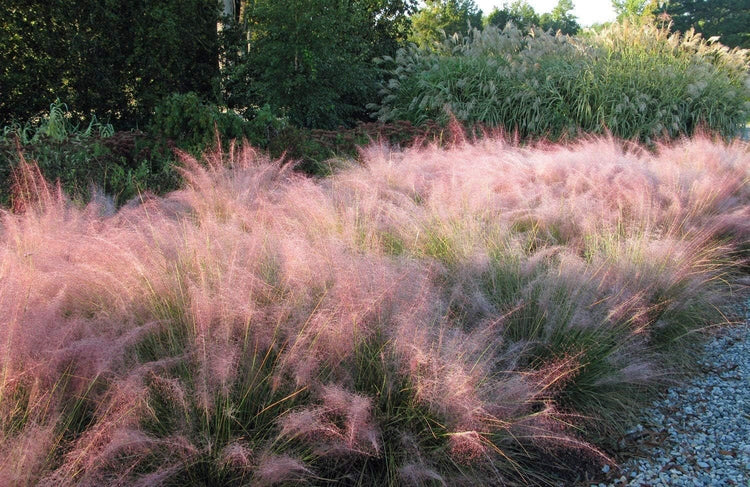 Muhly Grass | Live 4 Inch Pots | Muhlenbergia Capillaris | Ideal for Natural Landscaping | Easy|Care & Drought Tolerant Plants | Beautiful Pink Plumes