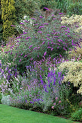Buddleia Nanho Blue | Live Plants | Blooming Butterfly Bush