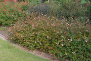 Abelia Rose Creek | Extra Large 3 Gallon Plants | Fragrant & Flourishing Shrub, Compact, Ornamental Plant Ideal for Hedges, Borders & Landscape Accents, Low|Maintenance & Drought|Resistant