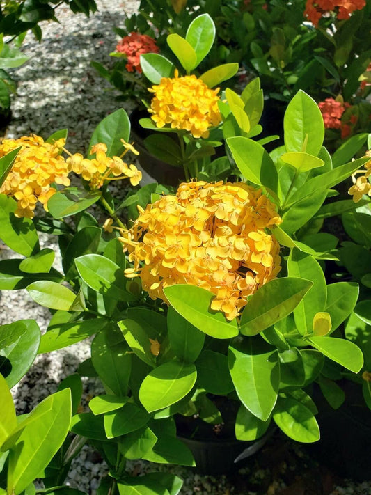 Ixora Yellow | Extra Large 3 Gallon Plants | Ixora chinensis | Bright Garden Highlight | Sun|Loving Tropical Shrub