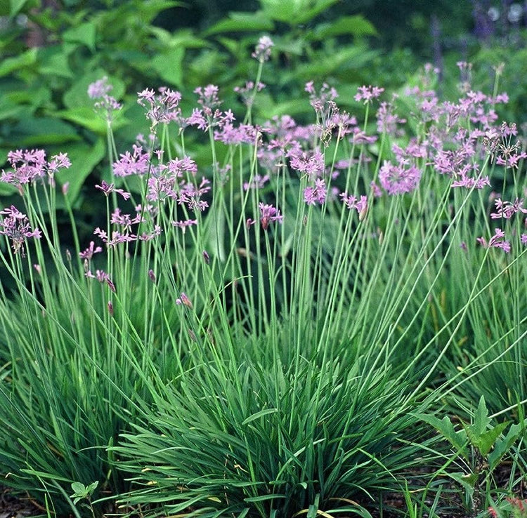 Society Garlic | Large Gallon Size Plants I Tulbaghia Violacea I Live Fragrant Purple Blooms & Edible Leaves, Easy|Care, Drought|Resistant Outdoor Herb