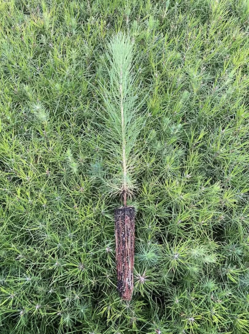 Loblolly Pine Tree Plants | Live Seedlings | Pinus Taeda | Fast|Growing Evergreen for Landscaping | Ideal Plants for Large Spaces
