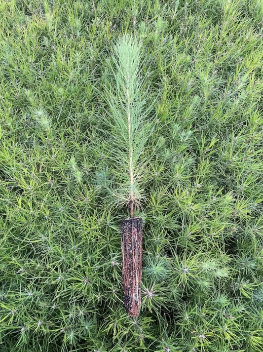 Loblolly Pine Tree Plants | Live Seedlings | Pinus Taeda | Fast|Growing Evergreen for Landscaping | Ideal Plants for Large Spaces