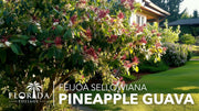 Pineapple Guava | Live Plants | Feijoa Sellowiana | Edible Fruit and Flowering Foliage