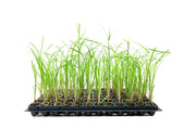 Giant Egyptian Papyrus | 10 Live Plants | Cyperus Large Shade & Wet Tolerant Aquatic Foliage