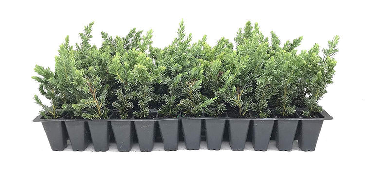 Juniper Blue Pacific | Live Plants | 2" Pot Size | Evergreen Ground Cover 'Shore Juniper'