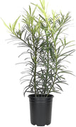 Podocarpus Macrophyllus | Live 4 Inch Pots | Japanese Yew | Low Maintenance Evergreen Privacy Hedge Plants