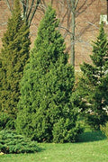 Keteleeri Juniper | Live Trees | Juniperus Chinensis