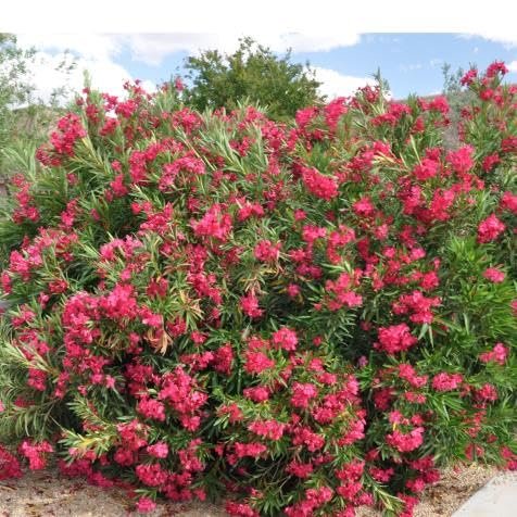 Oleander Calypso | Extra Large 3 Gallon Plants | Nerium Oleander | Hardy Perennial | Vibrant Pink Blooms