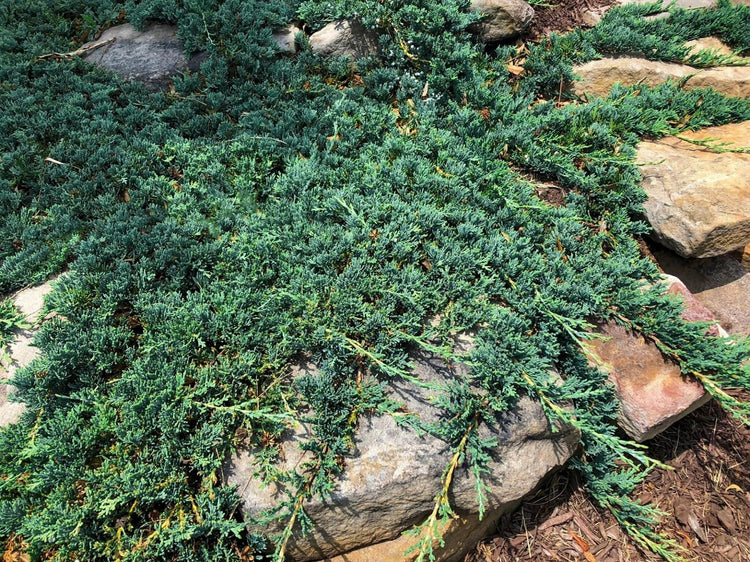 Blue Rug Juniper | Extra Large 3 Gallon Plants | Live Ground Cover Evergreen Shrubs for Landscaping, Garden, Slope Control - Drought Tolerant, Low Maintenance