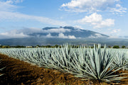 Agave Tequilana | Live Large Size Plant | Blue Weber Tequila Succulent | Drought Tolerant Hardy Ornamental Specimen