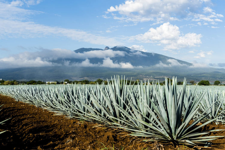 Agave Tequilana | Live Large Size Plant | Blue Weber Tequila Succulent | Drought Tolerant Hardy Ornamental Specimen