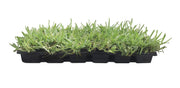 St. Augustine 'Floratam' Inch Sod Plugs | Extra Large Live Plugs | Drought, Salt and Shade Tolerant Turf Grass