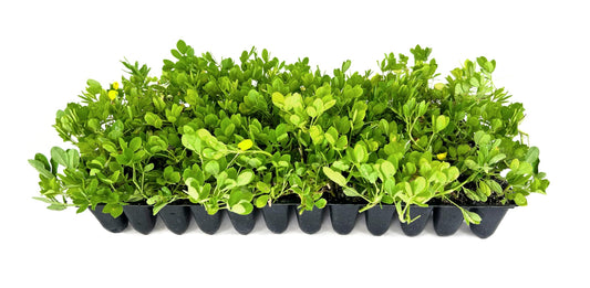 Ornamental Peanut Grass | 40 Live Plants | Arachis glabrata | Drought|Tolerant Ground Cover | Low|Maintenance Lawn Alternative