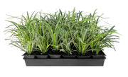 Variegated Liriope | Live 4 Inch Pots | Liriope Muscari Variegata | Ornamental Ground Cover Plants | Evergreen Foliage