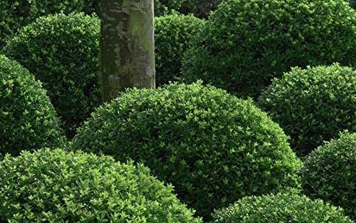 Wintergreen Boxwood | Large 3 Gallon Plants | Dense Evergreen Foliage, Cold|Hardy & Ideal for Year|Round Landscaping, Elegant Border & Hedge Plant, Live Shrub