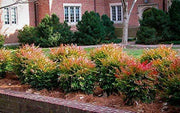 Heavenly Bamboo | Nandina Domestica | Live Gallon Size Plant | Beautiful & Colorful Low Maintenance Foliage
