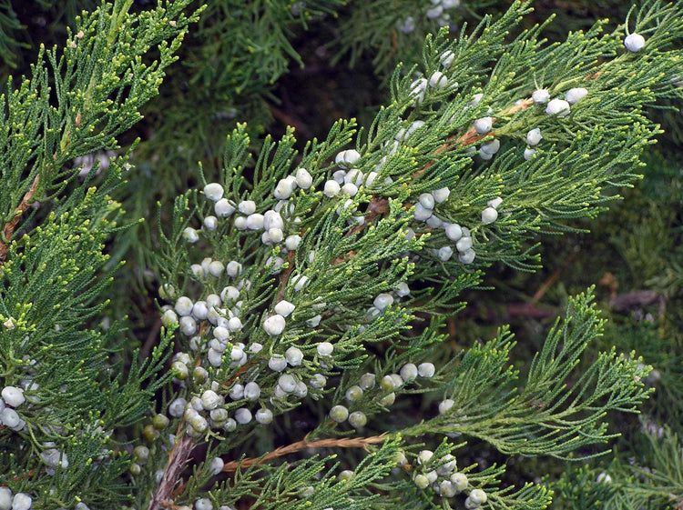 Robusta Green Juniper | Live Gallon Size Tree | Juniperus Chinensis | Drought Tolerant Cold Hardy Evergreen Screening Plant