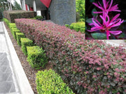 Loropetalum Plum Delight | Live Plants | Loropetalum chinense VAR. rubrum | Evergreen Shrub for Landscaping | Purple Foliage Accent Plants for Gardens