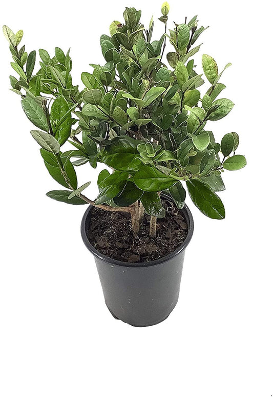 Pineapple Guava Plant | Live 4 Inch Plants | Feijoa Sellowiana | Edible Flowers and Fruit