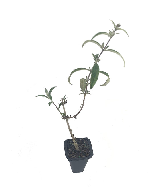 Buddleia Nanho Blue - Live Plants - Blooming Butterfly Bush