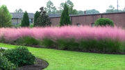 Pink Muhly Grass | 3 Large Live Plants | Muhlenbergia Capillaris | Hairawn Muhly | Blooming Ornamental Foliage