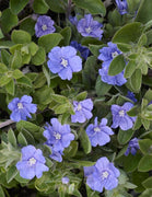 Beach Bum Blue I Large Gallon Size Plants I Evolvulus Glomeratus I Live Low|Maintenance, Drought|Resistant, Ideal for Coastal Gardens