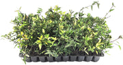 Carolina Jasmine | 40 Live Plants | Gelsemium Sempervirens Jessamine | Beautiful Fragrant Blooming Vine
