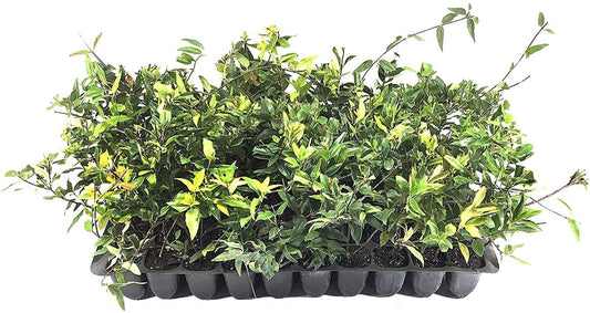 Carolina Jasmine | 40 Live Plants | Gelsemium Sempervirens Jessamine | Beautiful Fragrant Blooming Vine