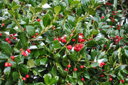 Dwarf Burford Holly | Live Quart Size Plants | Ilex Burfordi Evergreen Hedge Red Berries Shrub Tree