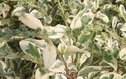 Ligustrum Variegated Sinense | Live Plants | Decorative Ornamental Garden Shrub | Vibrant Foliage for Landscaping and Outdoor Spaces