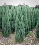 Blue Arrow Juniper | Live 4 Inch Pots | Juniperus Scopulorum | Drought|Tolerant Evergreen | Ideal for Landscaping & Ornamental Use | Low|Maintenance Outdoor Plant