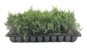 Old Gold Juniper | Live Plants | Juniperus Chinensis | Drought Tolerant Cold Hardy Evergreen Ground Cover