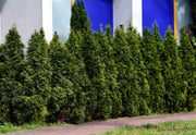 Blue Cone Arborvitae | Extra Large 3 Gallon Plant | Elegant & Hardy Evergreen Shrub, Striking Blue Foliage, Ideal for Privacy Screens, Hedges, and Landscape Accents
