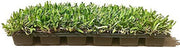 St. Augustine 'Seville' Sod | Live Plugs | Drought, Salt & Shade Tolerant Turf Grass