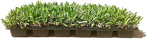St. Augustine 'Seville' Sod | Live Plugs | Drought, Salt & Shade Tolerant Turf Grass