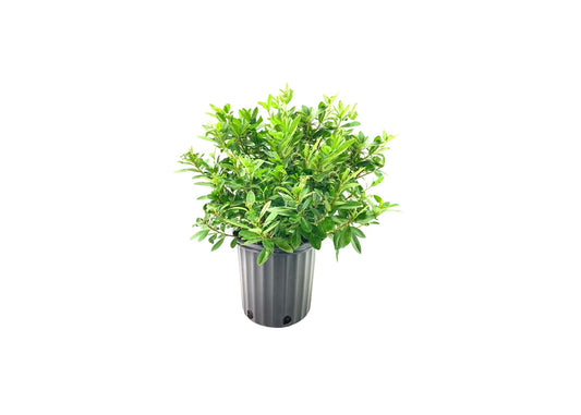 Azalea George Tabor | Extra Large 3 Gallon Plant | Elegant & Fragrant Lavender Blooms, Versatile & Hardy Shrub for Indoors/Outdoors, Ideal for Gardens, Landscapes, & Decor, Low Maintenance