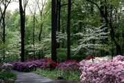 Azalea George Tabor | Live Plants | Light Orchid/White Flowering Rhododendron