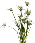 Dwarf Papyrus Plant | Live Plants | Cyperus Shade & Wet Tolerant Aquatic Foliage