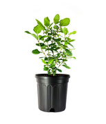 Viburnum Spring Bouquet | Large Gallon Size Pots | Viburnum Tinus | Compact Evergreen Shrub with Fragrant Blooms | Ideal for Hedges & Borders