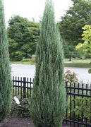 Blue Arrow Juniper | Live 4 Inch Pots | Juniperus Scopulorum | Drought|Tolerant Evergreen | Ideal for Landscaping & Ornamental Use | Low|Maintenance Outdoor Plant