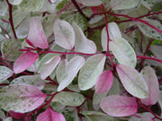 Breynia Disticha Roseopicta Snowbush | Live Plants | Ornamental Shrub, Perfect for Indoor & Outdoor Landscaping | Drought Tolerant, Low | Maintenance, Easy to Grow Plant