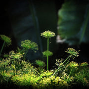 Dwarf Papyrus Plant | Live Plants | Cyperus Shade & Wet Tolerant Aquatic Foliage
