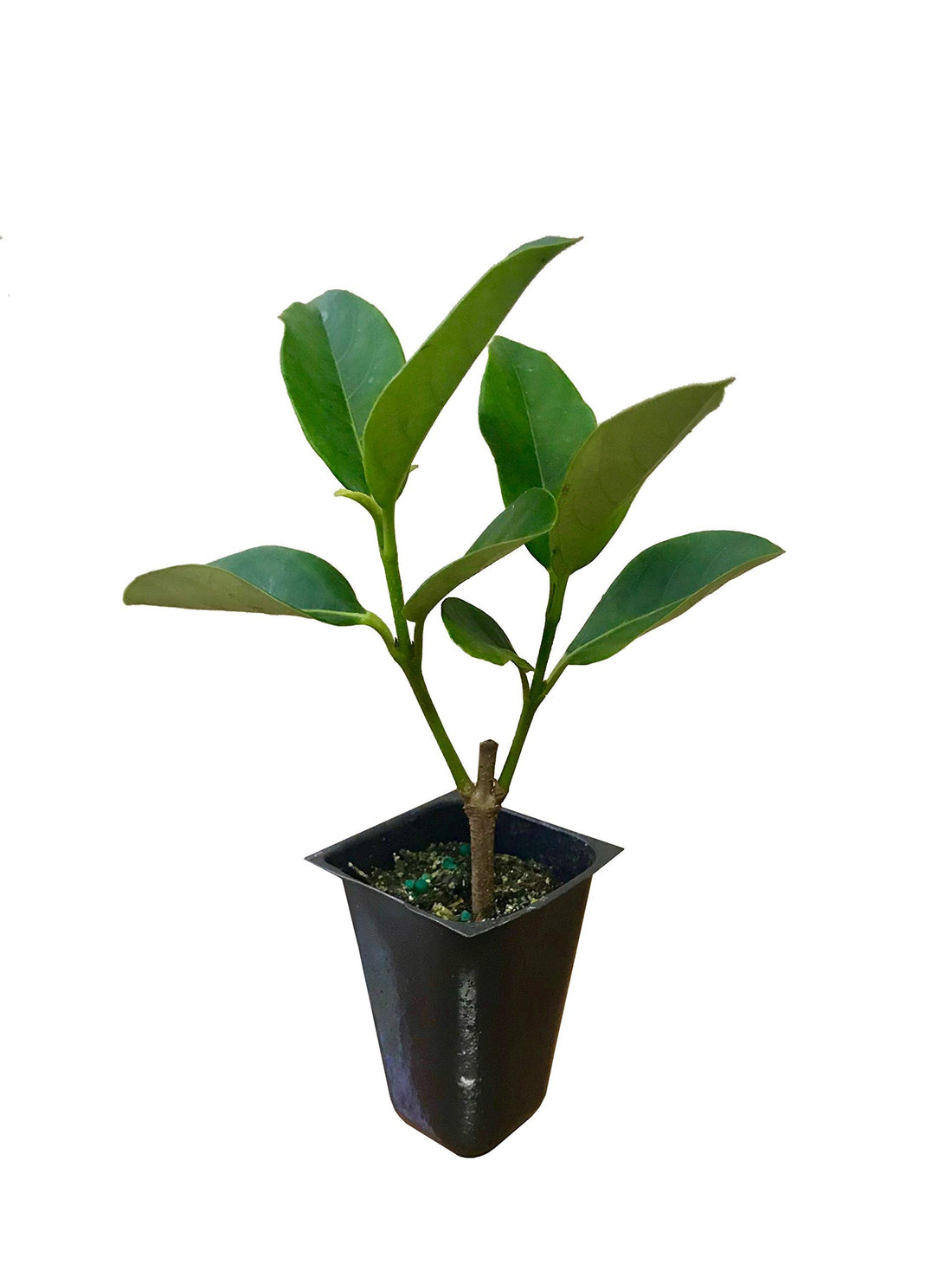 Sweet Viburnum Odoratissimum | 20 Live Plants | Evergreen Privacy Hedge